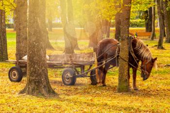 Horse with a cart standing in the city park. Cartage transport.