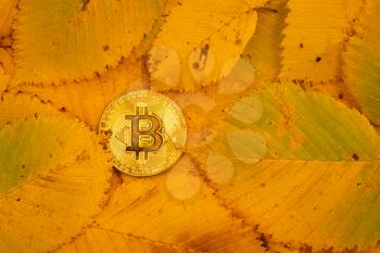 Golden bitcoin lies on the autumn fallen leaves