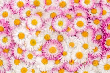 Bright picture of background full of daisy flowers. Abstract background of flowers.  Bunch of flowers.