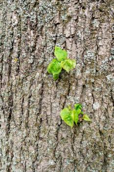 Young sprouts with leaves grow right through the trunk and bark of the tree. Spring concept of life renewal and new beginnings.