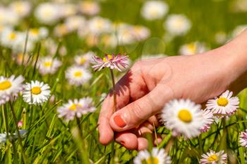 Girl picking up flowers on a meadow, hand close-up. 