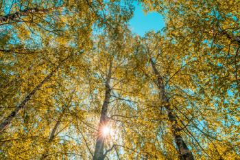 Looking at the sun through a birch tree forest.Birch tree foliage in morning light with sunlight