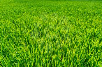Green field in the spring. Dense shoots of wheat or rye. Young shoots of barley.