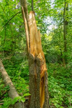 Destroyed tree in forest after a hard storm.Conceptual view of a broken tree symbol of destruction. 