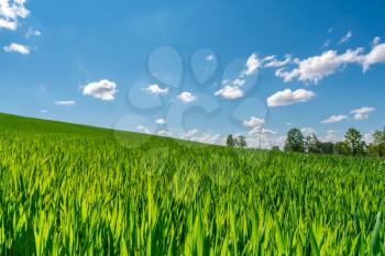 Green adolescent grain field, horizon and small white clouds on blue sky, spring sunny day