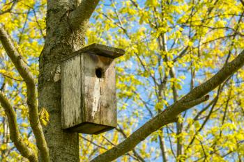  A small wooden box for birds ( nesting box or birdhouse) in a tree in the spring. Old bird house hanging on a tree. Handmade birdhouse.