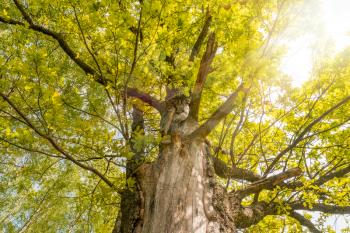 Old oak tree foliage in morning light with sunlight