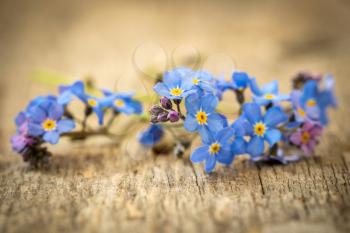 Spring Forget-me-not flowers on the old wooden background