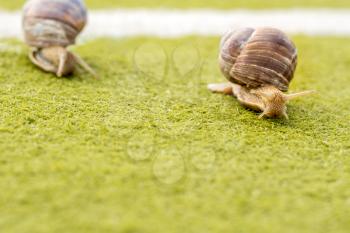 Competition between two garden snails on a green artificial grass