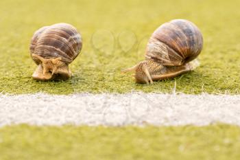 Two snails on the the start or finish line. The concept of competition, the winner, the slow movement, slowly but confidently go to the goal.