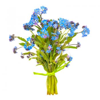 Bouquet of Myosotis sylvatica, little blue flowers isolated on a white background