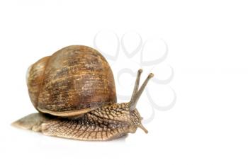 Garden snail isolated on white background. Copy-space.