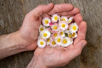 Hands with daisies (bellis perennis) on the wooden background