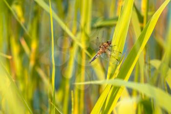 Dragonfly on a blade of grass by the river on summer day.