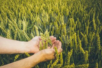 Hands of a farmer touching ripening wheat ears in early summer.