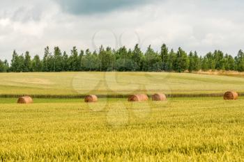 Wheat field landscape with few hay bales in a middle