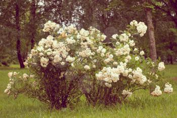 Beautiful white roses bush in the summer park 