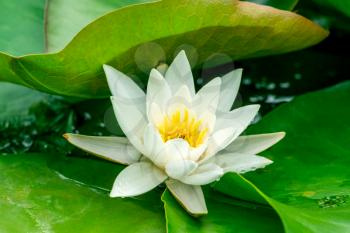 Beautiful flowering white water lily - lotus in a garden in a pond.