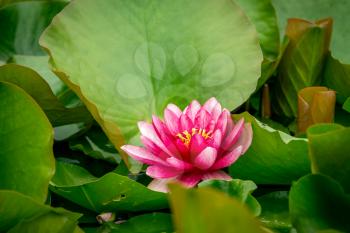 Beautiful pink waterlily or lotus flower in pond