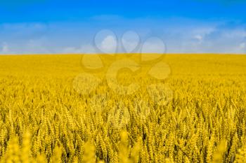 Beautiful rural landscape, golden wheat field with blue sky in background. Selective focus, shallow DOF