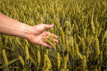 Farmer or agronomist in wheat field checking the crop with hands touching ripening wheat grains in early summer