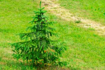 Small alone fir tree standing in the meadow