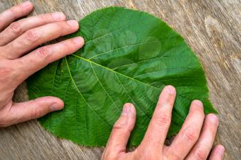 Man holding big green leaf over wooden background. Ecology concept