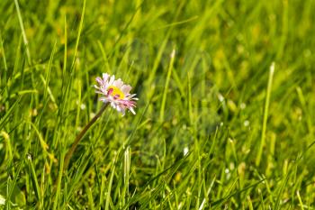 A single common daisy (bellis perennis) in green field