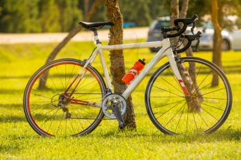 Sports bicycle parked near a tree in the open air. Healthy life concept.