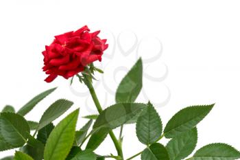 Beautiful fresh red rose isolated on white background.Copy space.
