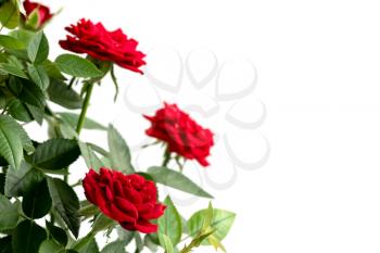 Beautiful fresh red roses bush isolated on white background.Natural red roses background.Copy space.
