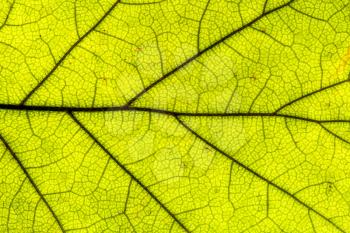 Green leaf texture, close-up. Abstract nature background.