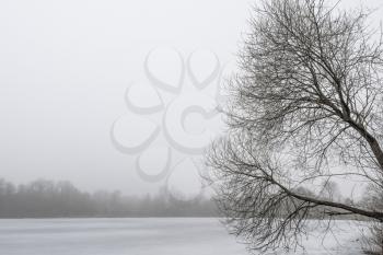 Foggy morning over trees on the shore of a frozen lake
