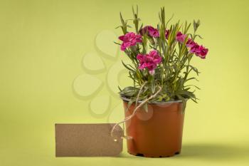 Mock up. Flowers in a pot with empty gift tag in on the green background .