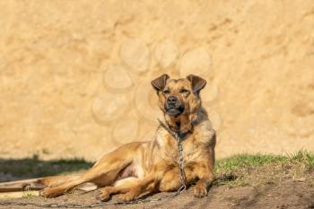 Brown dog lie near the sand pile in the area of ​​the house. 