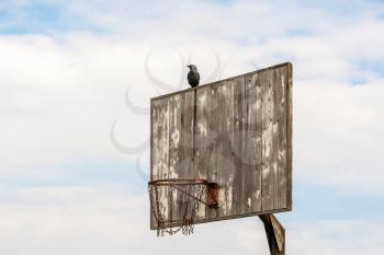Bird sits on basketball hoop with sky background