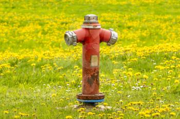 A bright red fire hydrant stands on a field with yellow dandelions