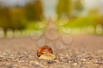 Snail crossing the road. Slow life can be dangerous.
