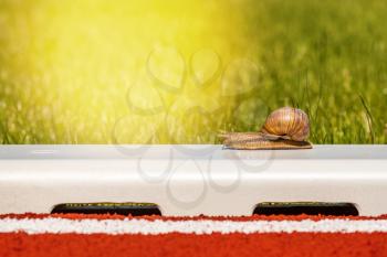 Snail ready for competition in stadium. It's slow, but it's fast.