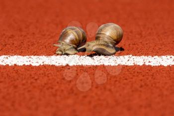 Snails run to the finish line. Snails race on sports track near the start or finish line.