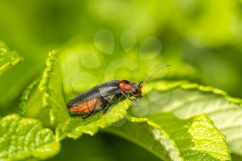 Cantharis livida is a species of soldier beetle sitting on a green leaf, close up view. Natural background.