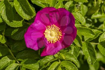 Beautiful spring briar blossom (dog rose or rosehip), it can be used as a background. Pink bloom, green leaves