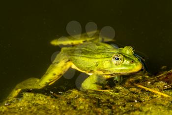 Green frog in small natural pool. A pond frog is swimming in the algae-covered water of a pond