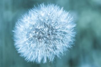 Seed head of a dandelion flower, macro photo with blue filter effect