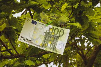 One hundred Euro bill on the tree. Money Does Grow on Trees - conceptual image.