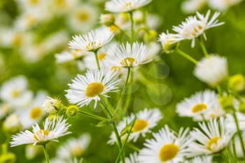 Wild daisy flowers growing on meadow, white chamomiles on green grass background