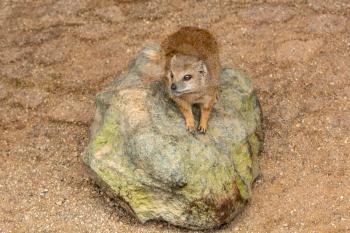 Suricate or meerkat on a stone guards his territory