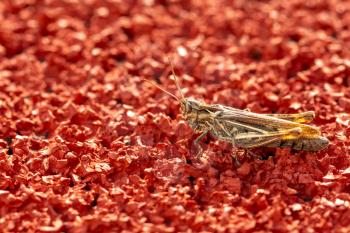 Grey-brown grasshopper sits on a running track in a sport stadium