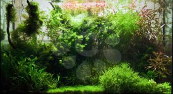 Freshwater aquarium in the amano style