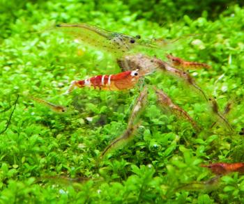 Crystal red shrimp in freshwater aquarium